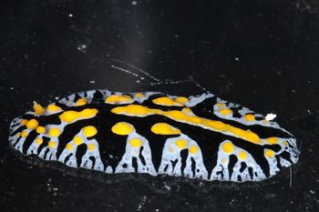 Media type: image;   Malacology 393774 Description: live specimen;